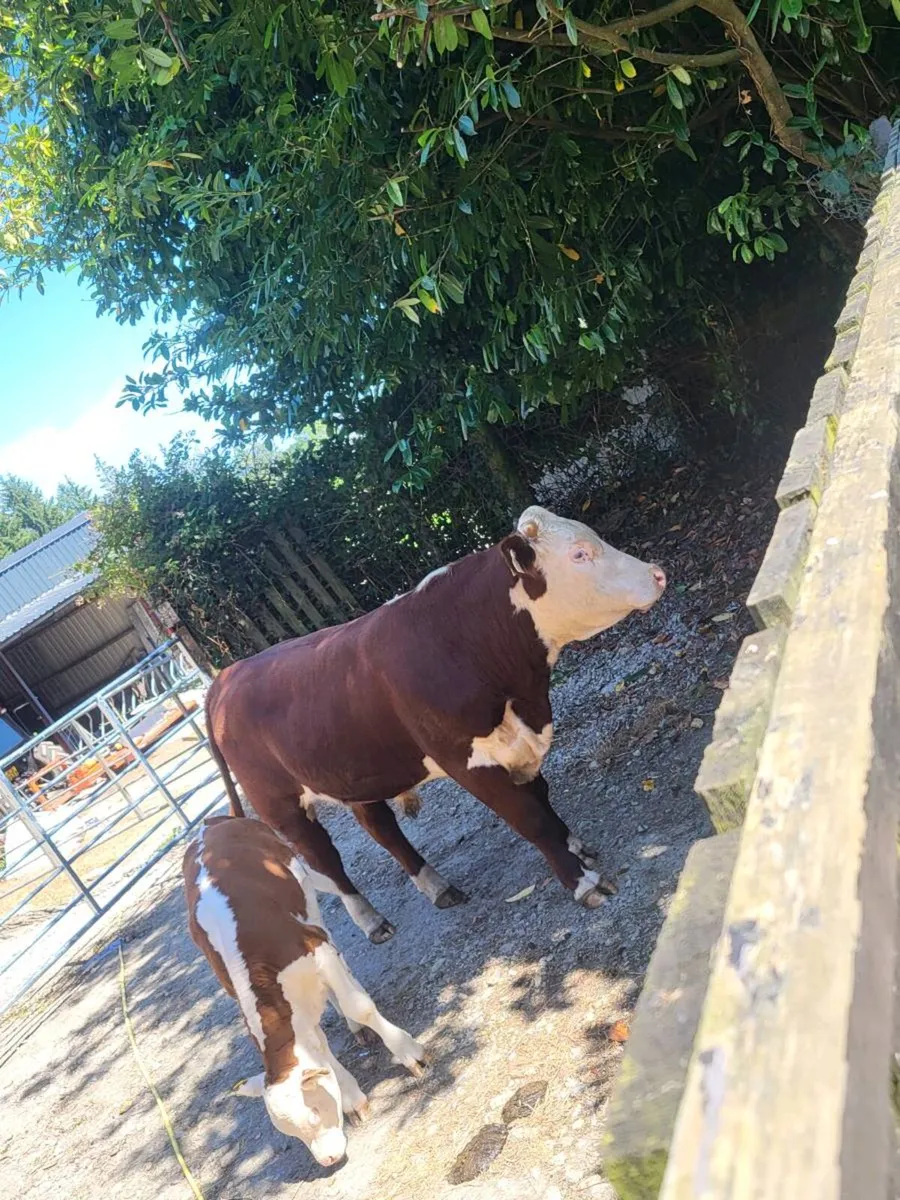 Hereford bull - Image 1