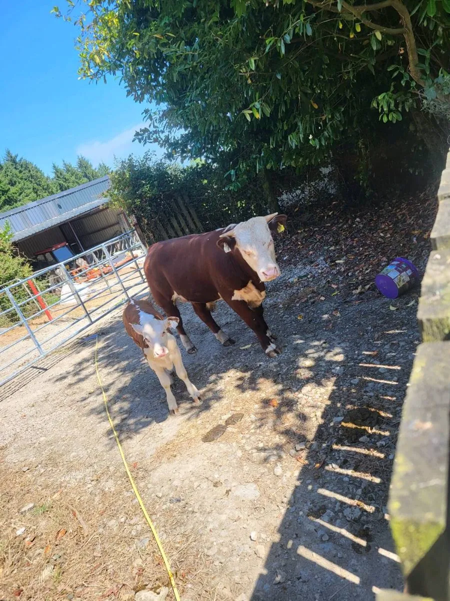 Hereford bull - Image 2