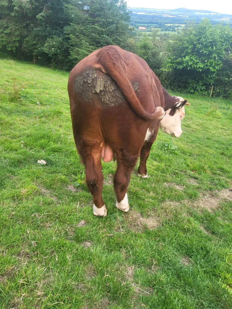 Hereford bull - Image 3