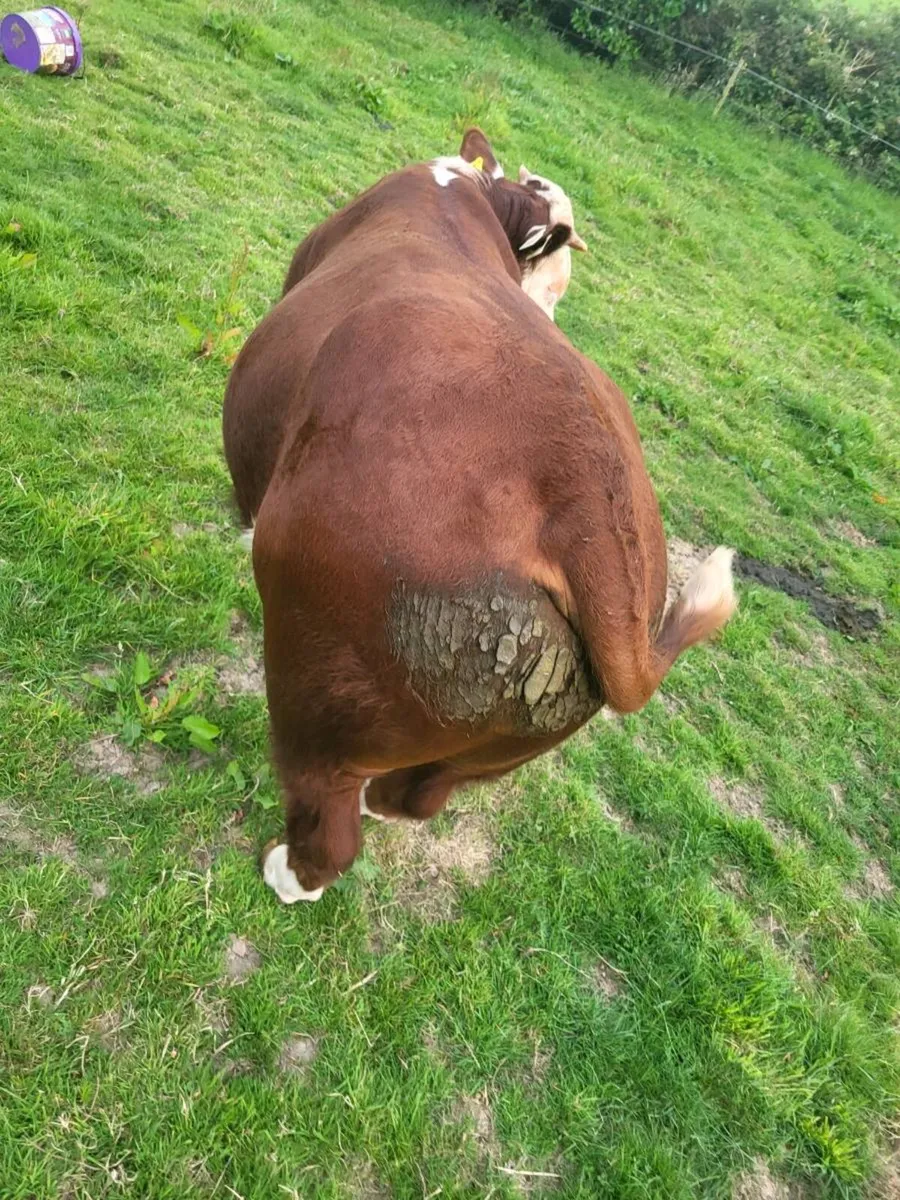 Hereford bull - Image 4
