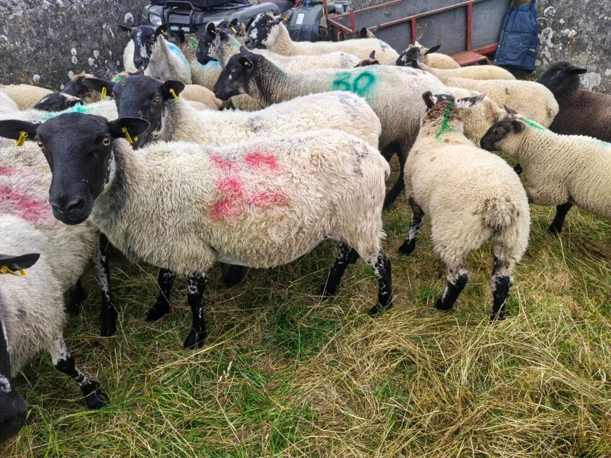 Mule hoggets with lambs - Image 4