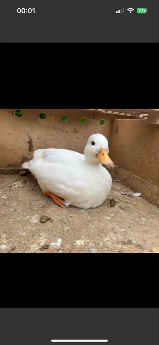 Call ducks - Image 1