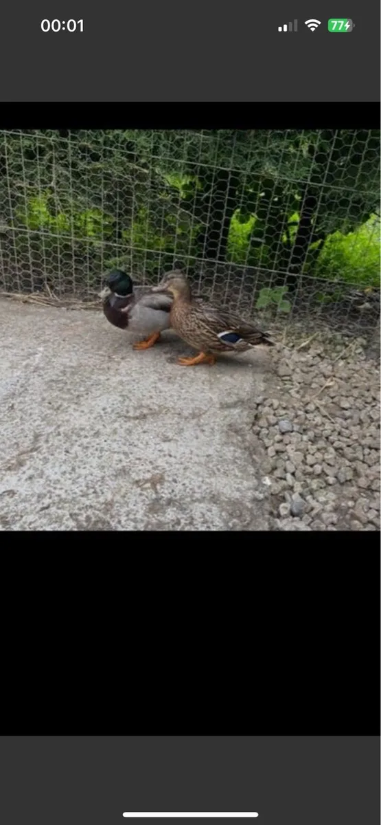 Call ducks - Image 2