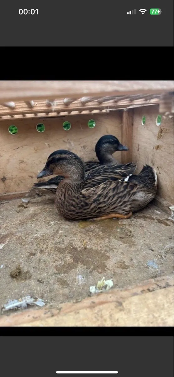 Call ducks - Image 3