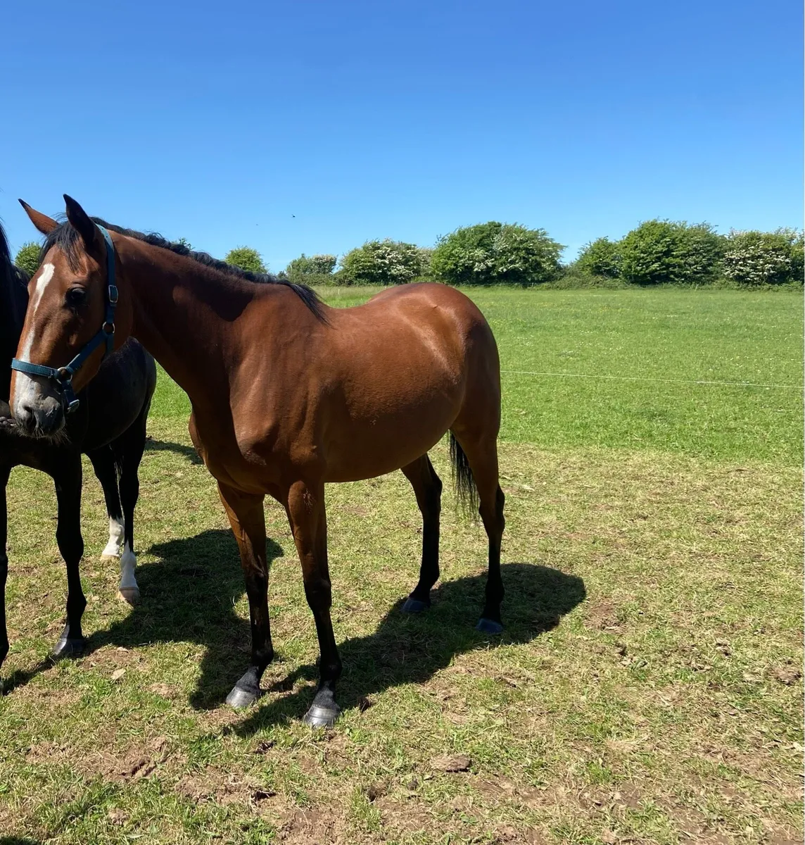 3yr old filly by Success Days - Image 2