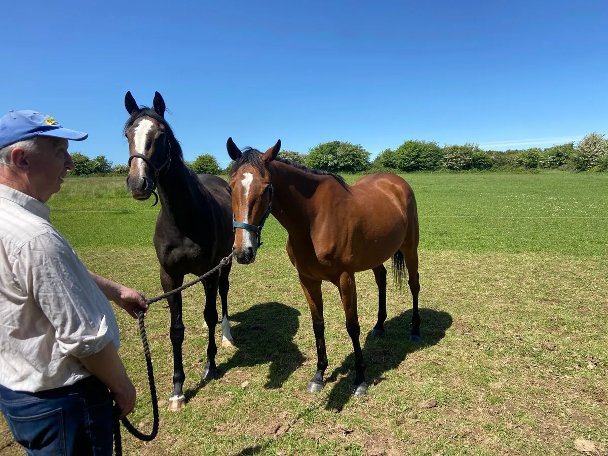 3yr old filly by Success Days - Image 3