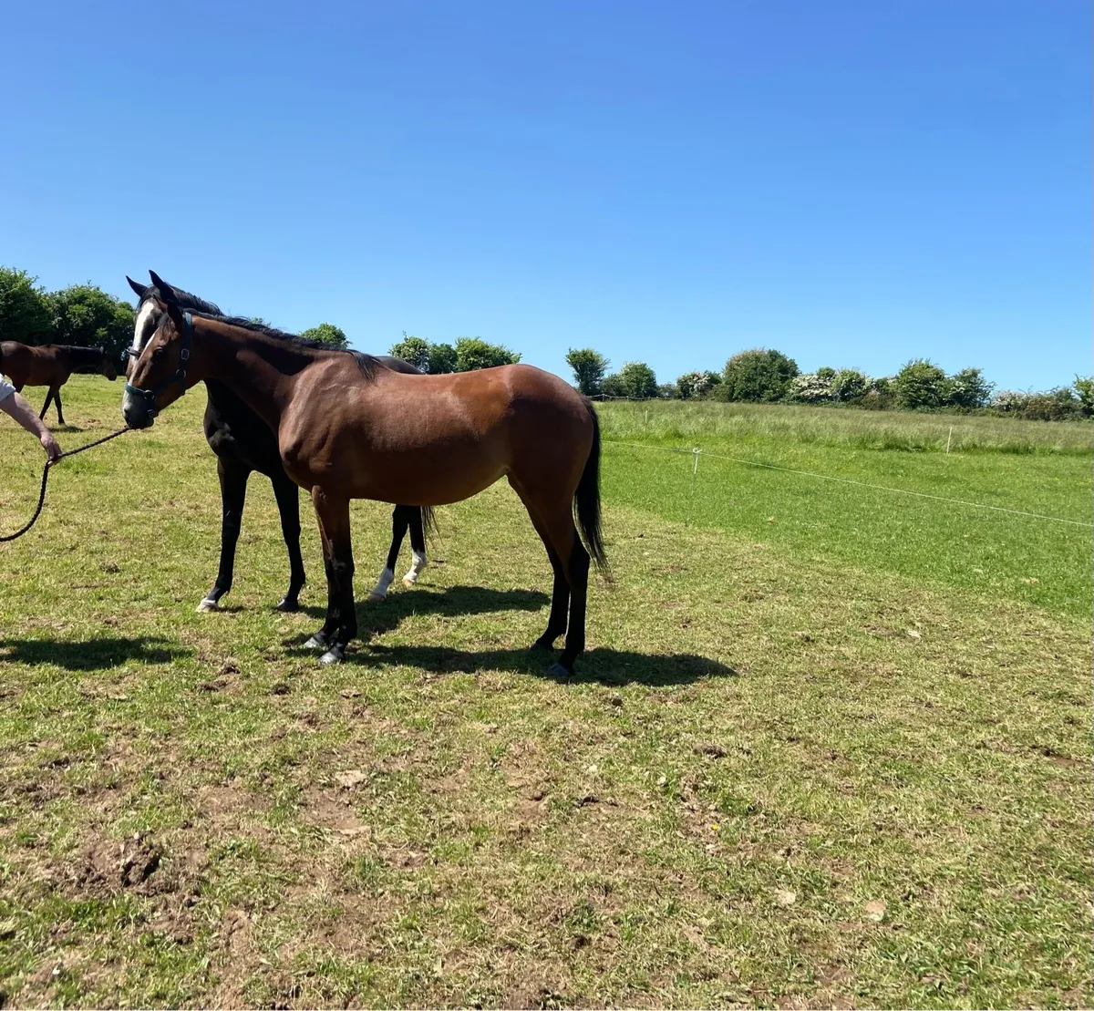 3yr old filly by Success Days - Image 4