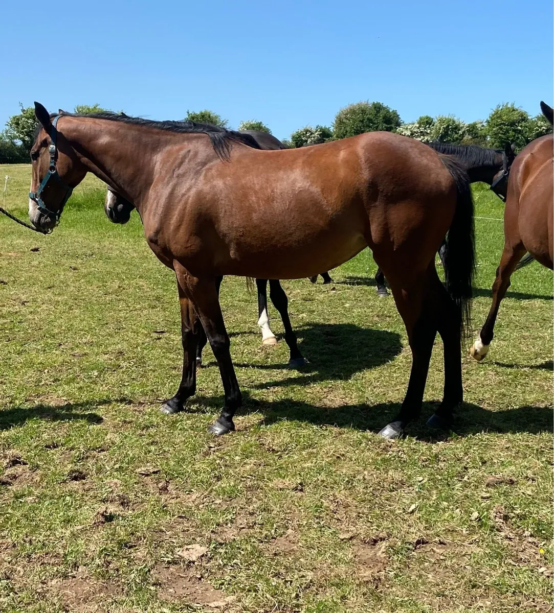 3yr old filly by Success Days - Image 1