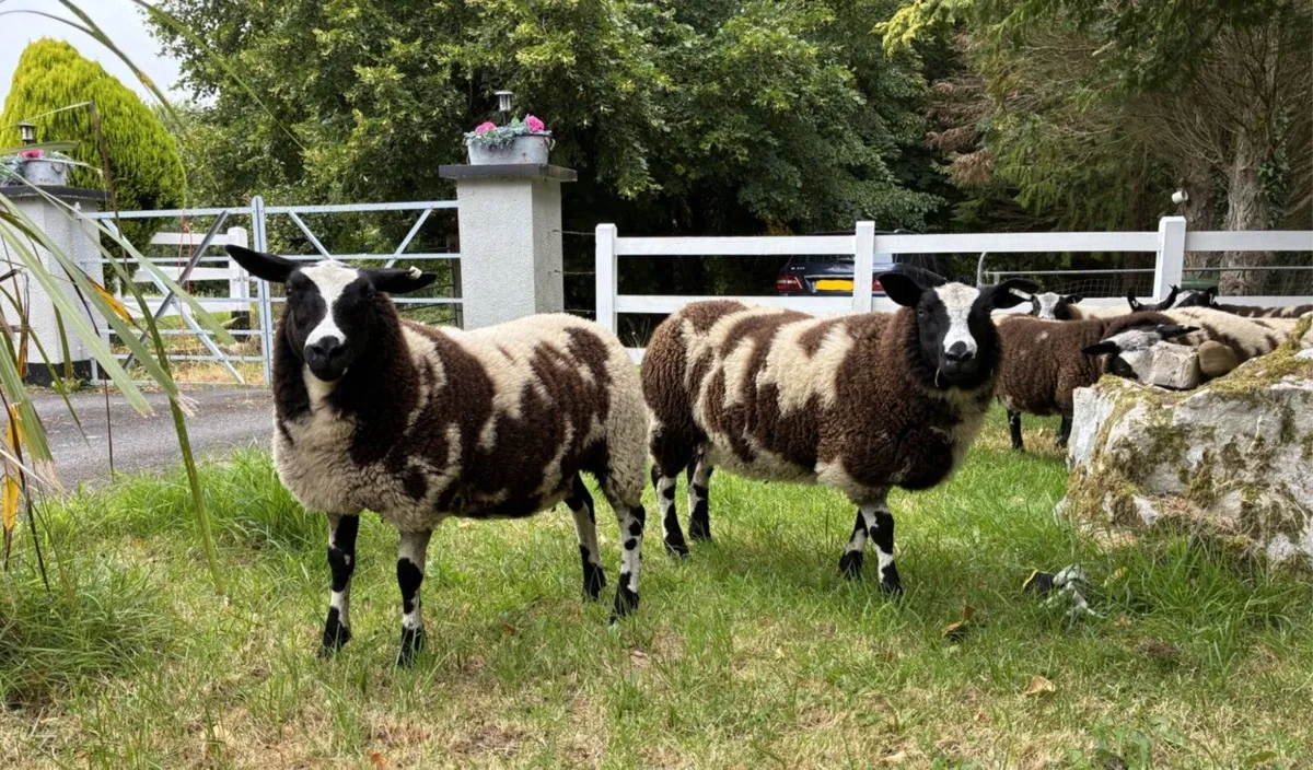 Pedigree Dutch Spotted Sheep for Sale - Image 1