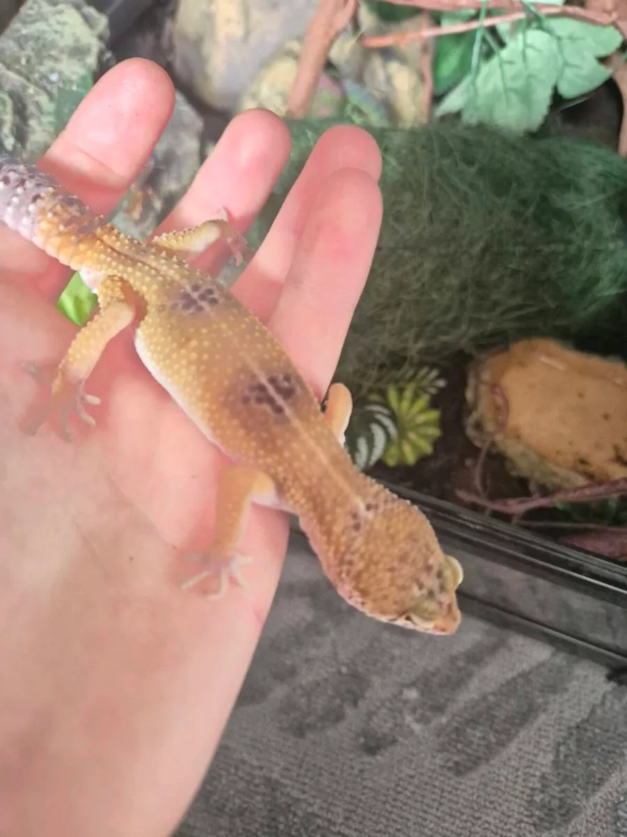 Leopard gecko - Image 1