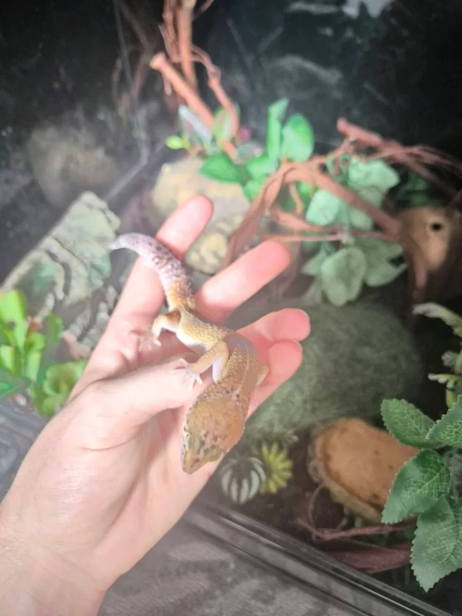 Leopard gecko - Image 2