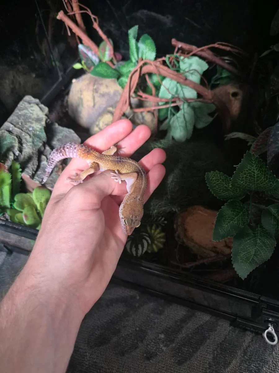 Leopard gecko - Image 3