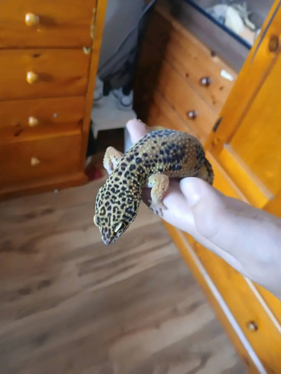 Lizard - Image 1