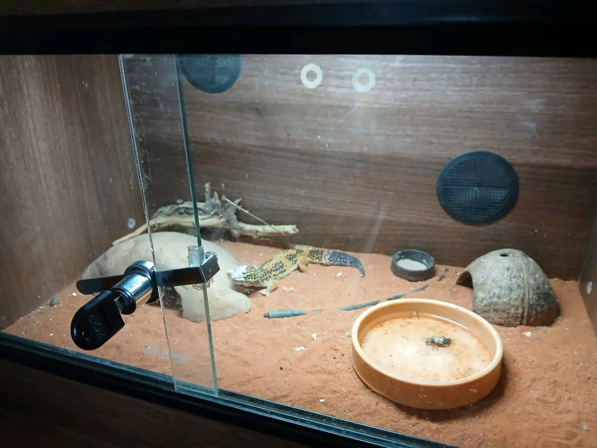 Lizard - Image 2