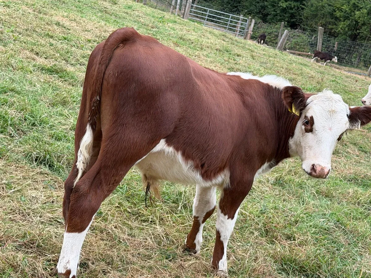 40 Hereford Bulls - Image 2