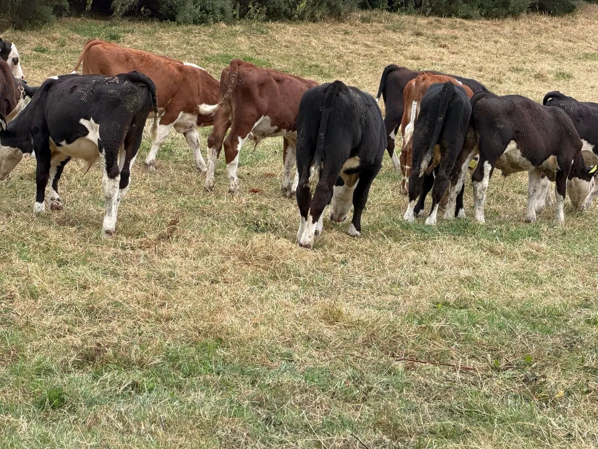 40 Hereford Bulls - Image 3