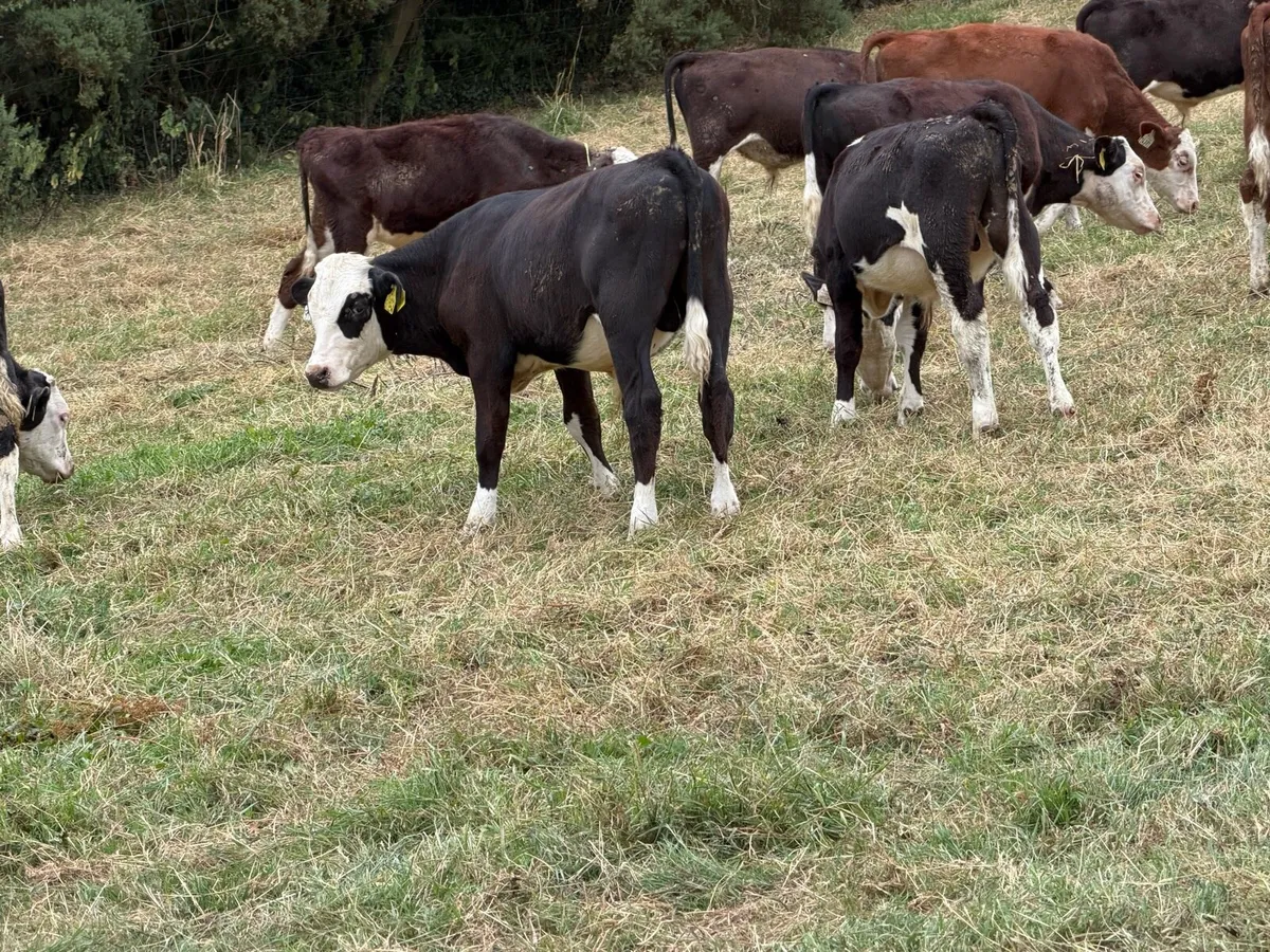 40 Hereford Bulls - Image 4