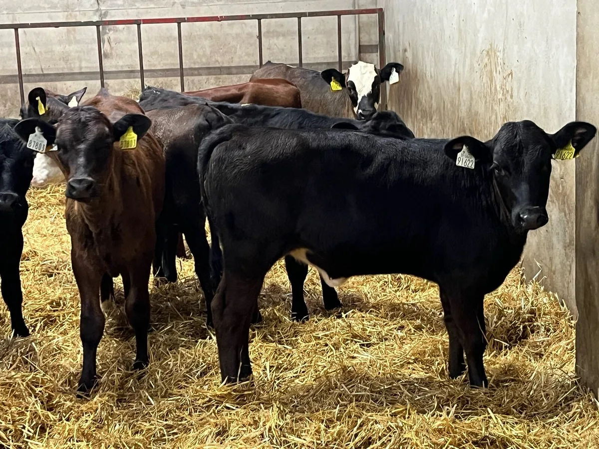 18 SUPER AA HEIFER RUNNERS - Image 3
