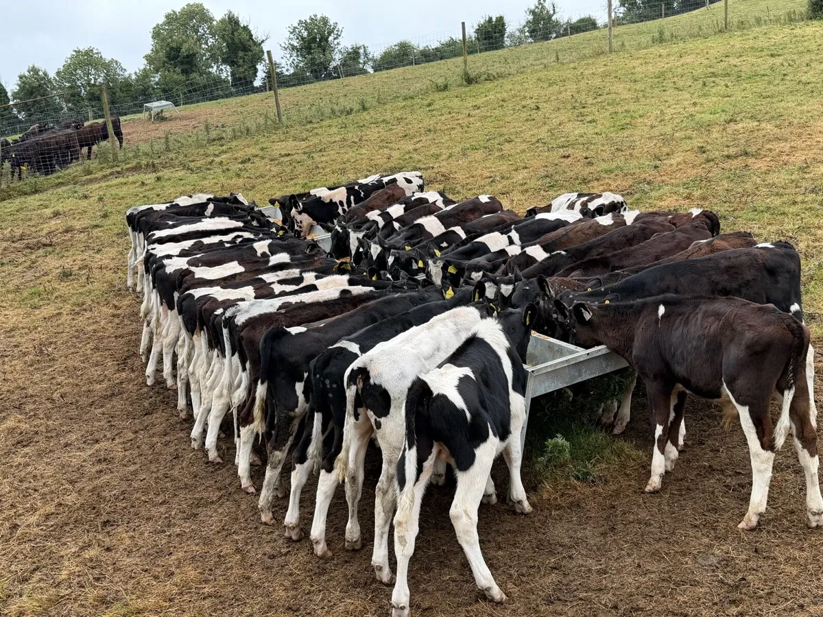 45 Fresian Bull Weanlings For Sale - Image 2