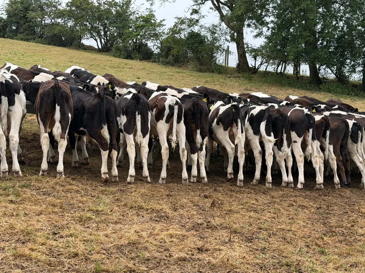 45 Fresian Bull Weanlings For Sale - Image 3