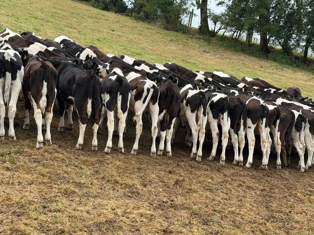45 Fresian Bull Weanlings For Sale - Image 4
