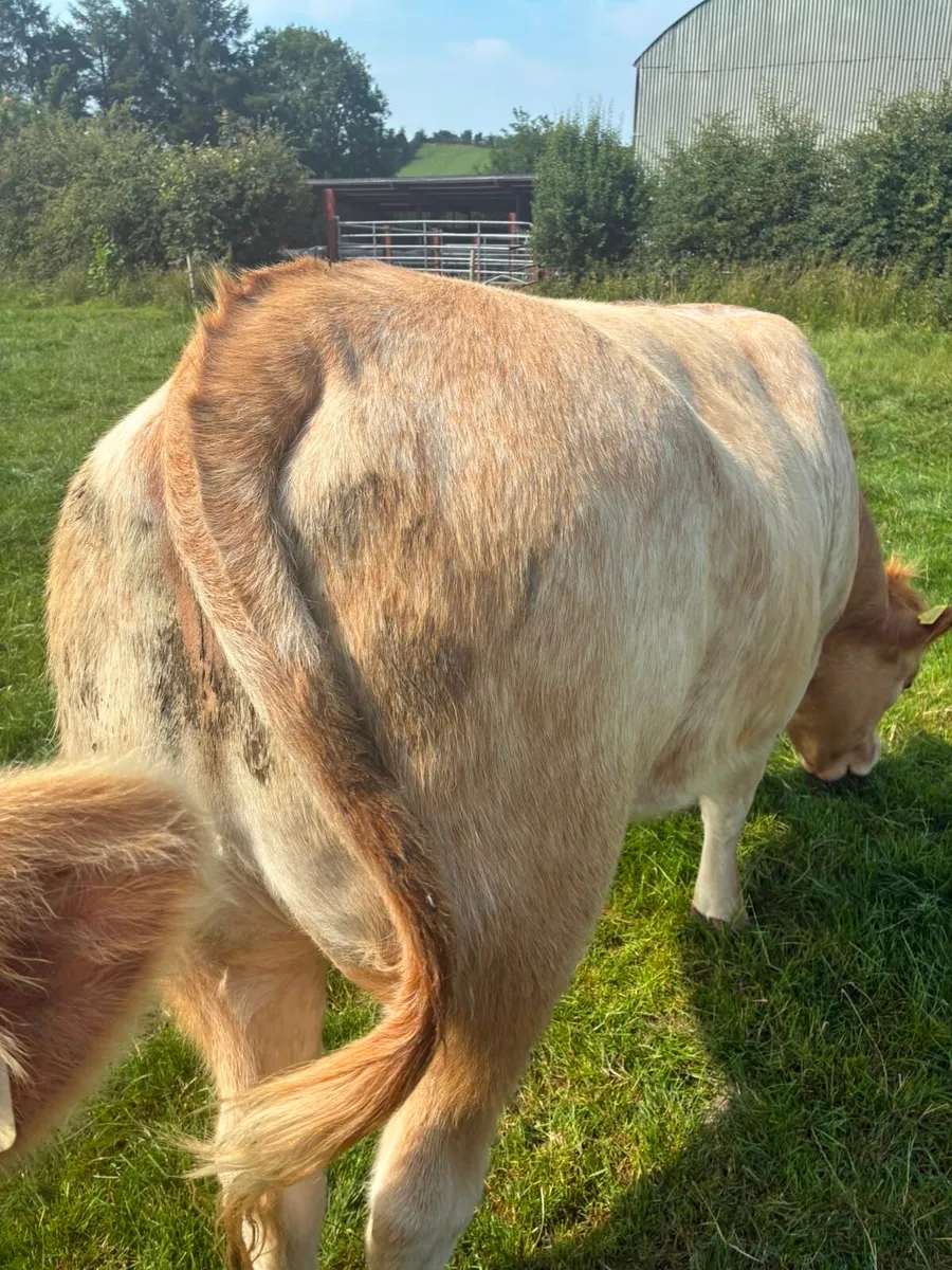 1 Breeding heifer - Image 2