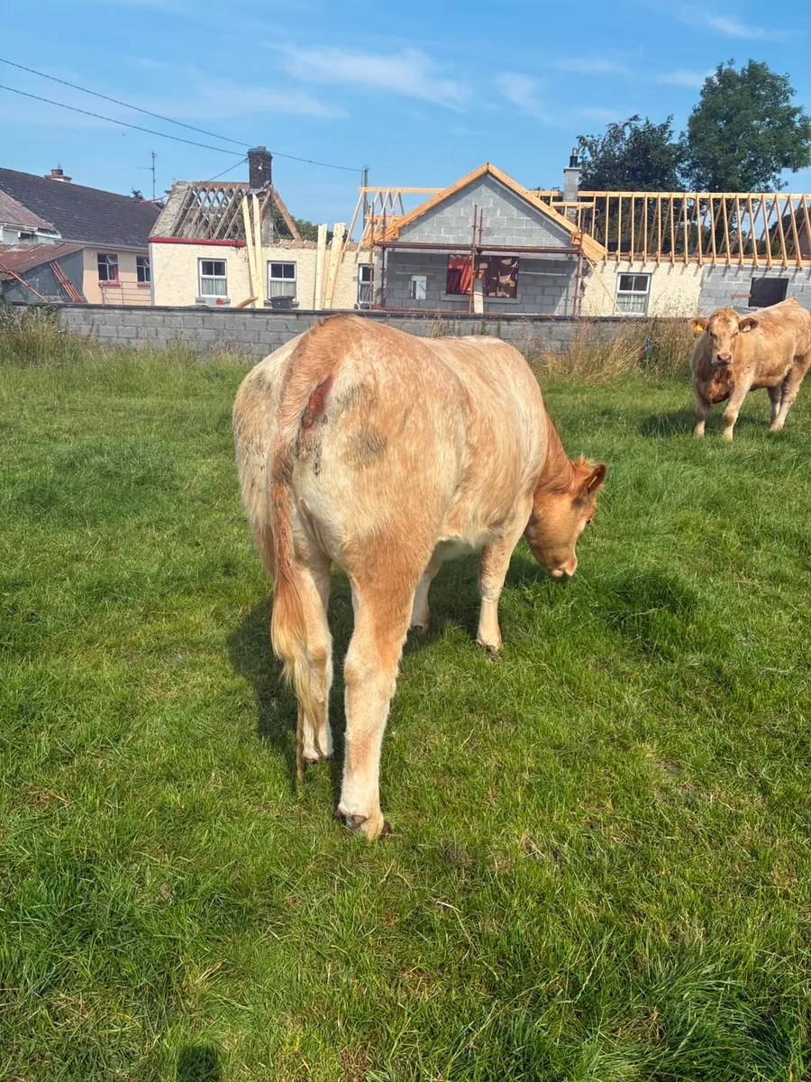 1 Breeding heifer - Image 3