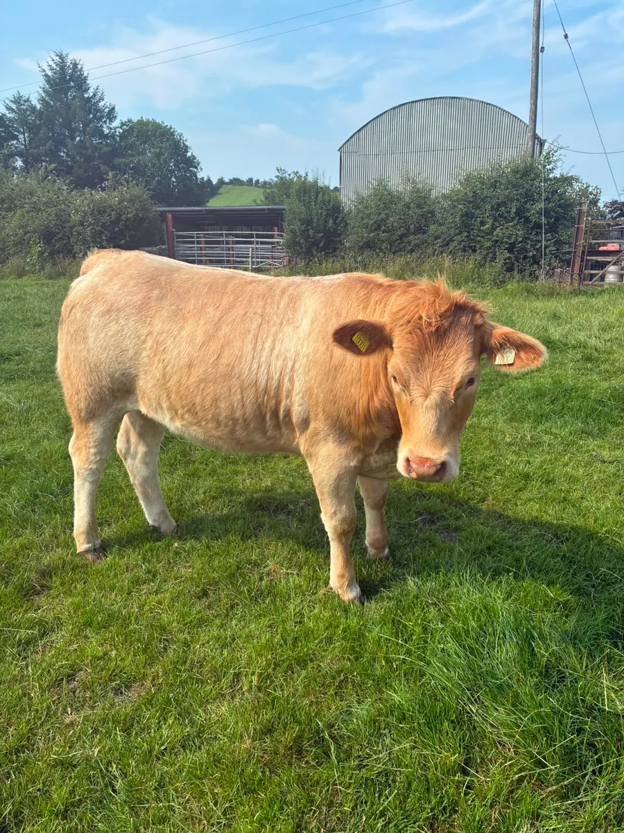 1 Breeding heifer - Image 4