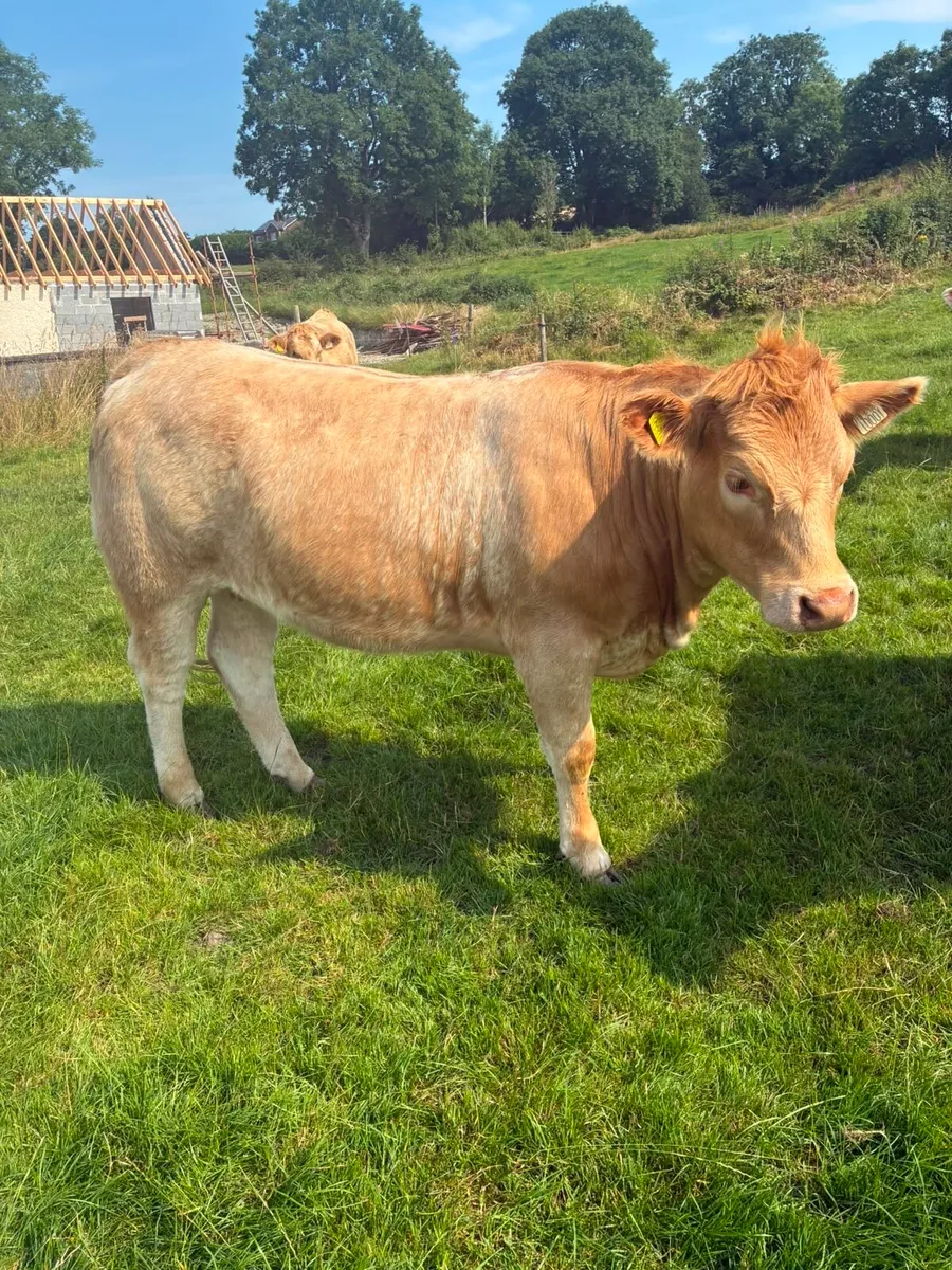 1 Breeding heifer - Image 1