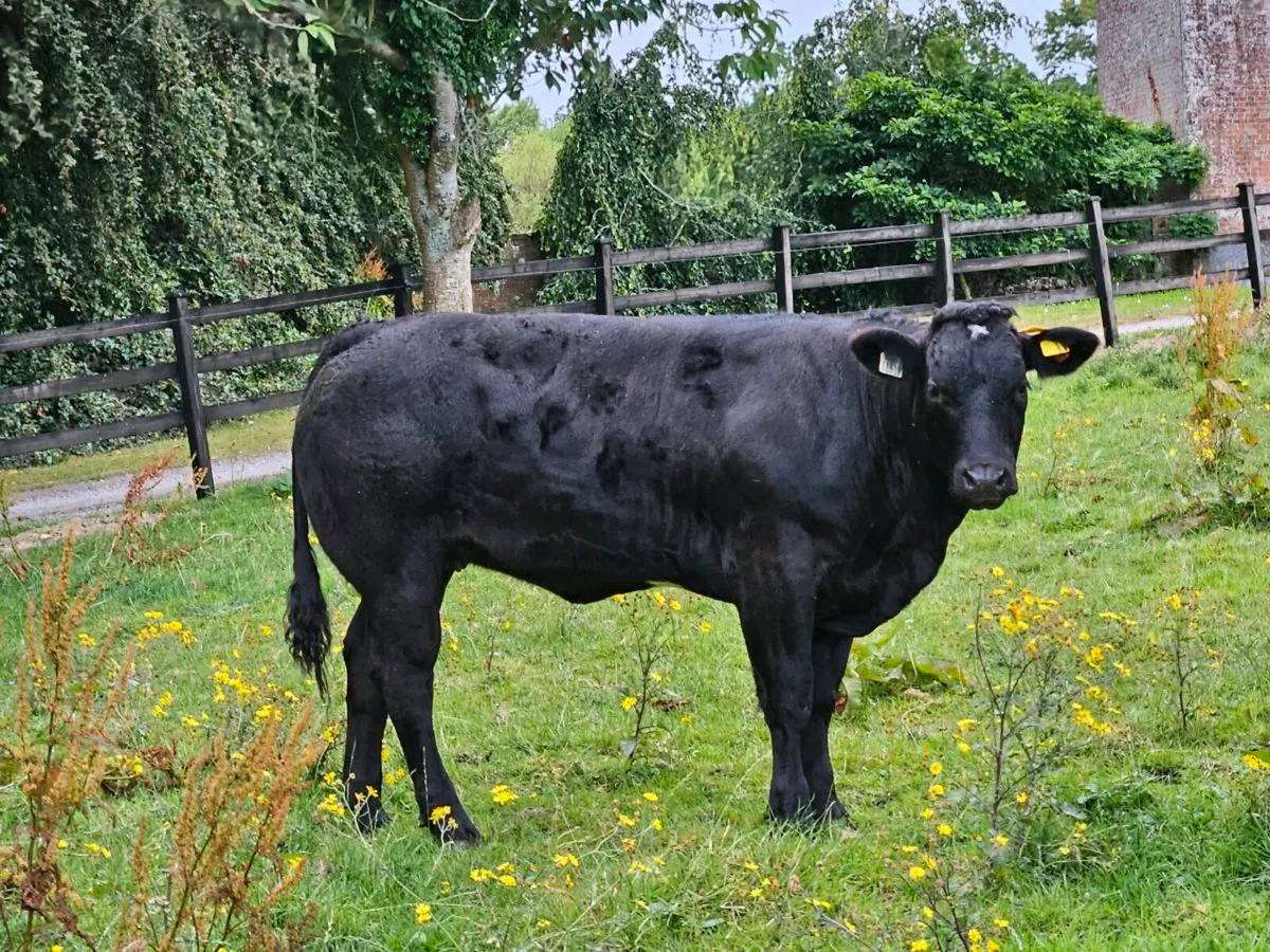 Beef cattle - Image 3