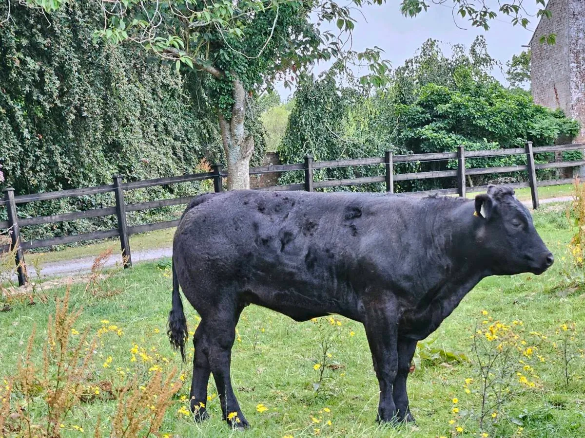 Beef cattle - Image 4