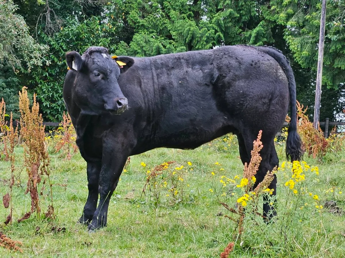 Beef cattle - Image 1