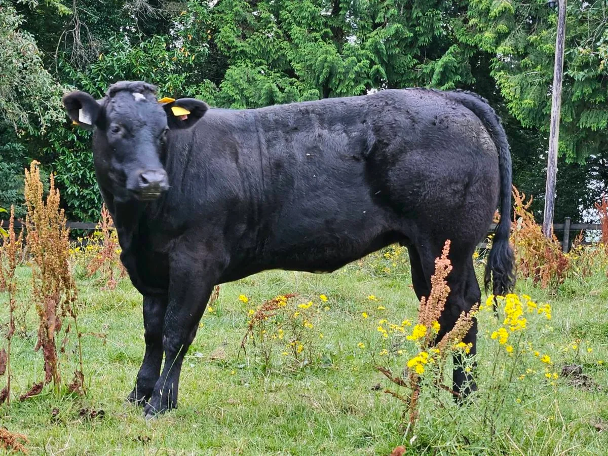 Beef cattle - Image 2