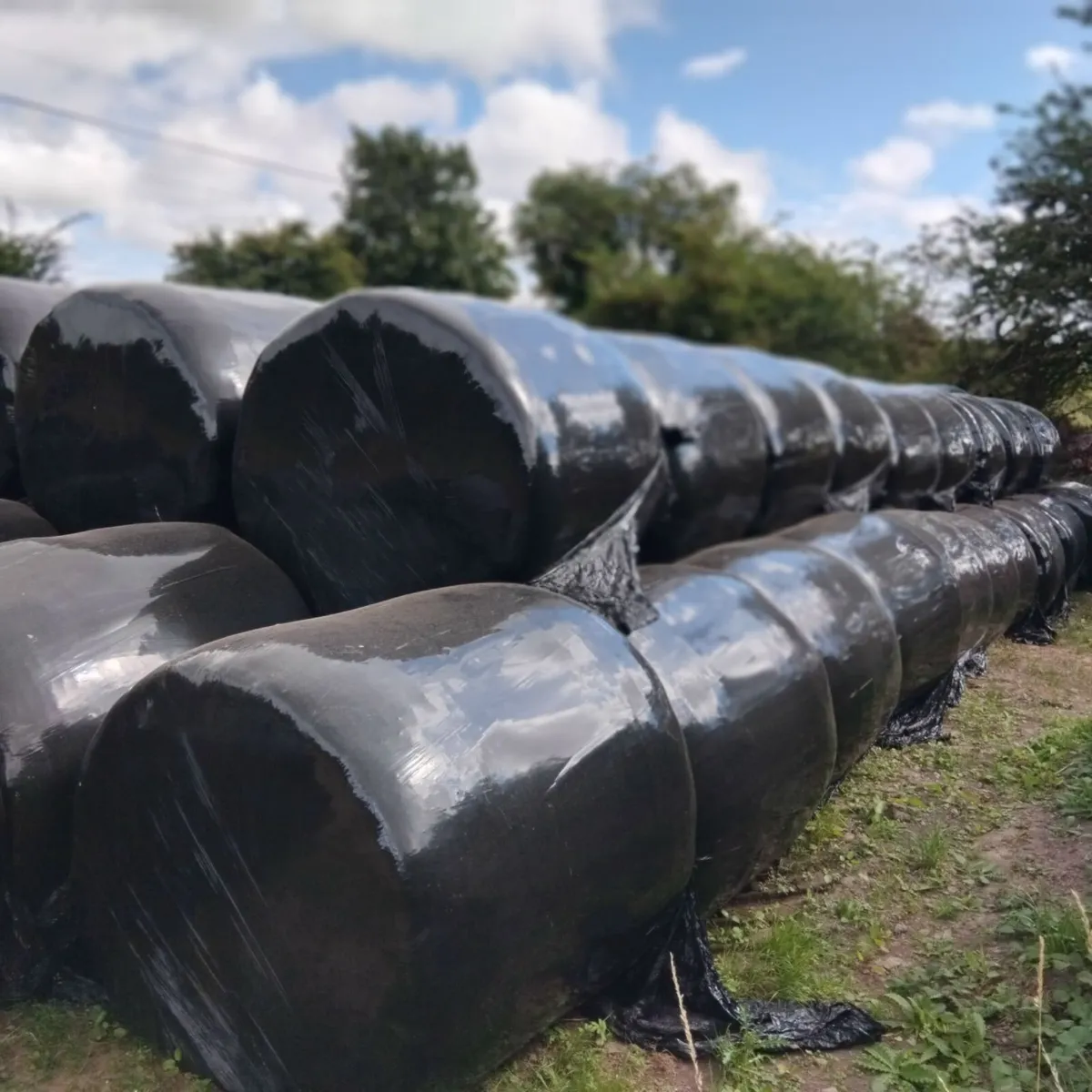 Bales of silage - Image 1
