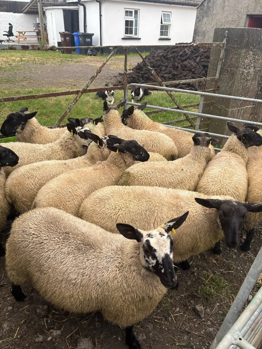 Milford x Ewe lambs - Image 2