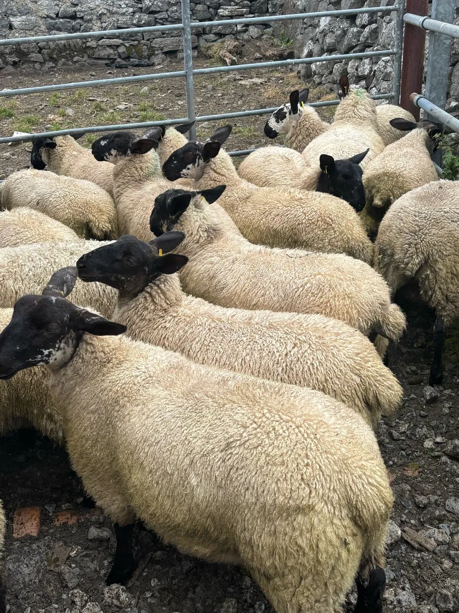 Milford x Ewe lambs - Image 3