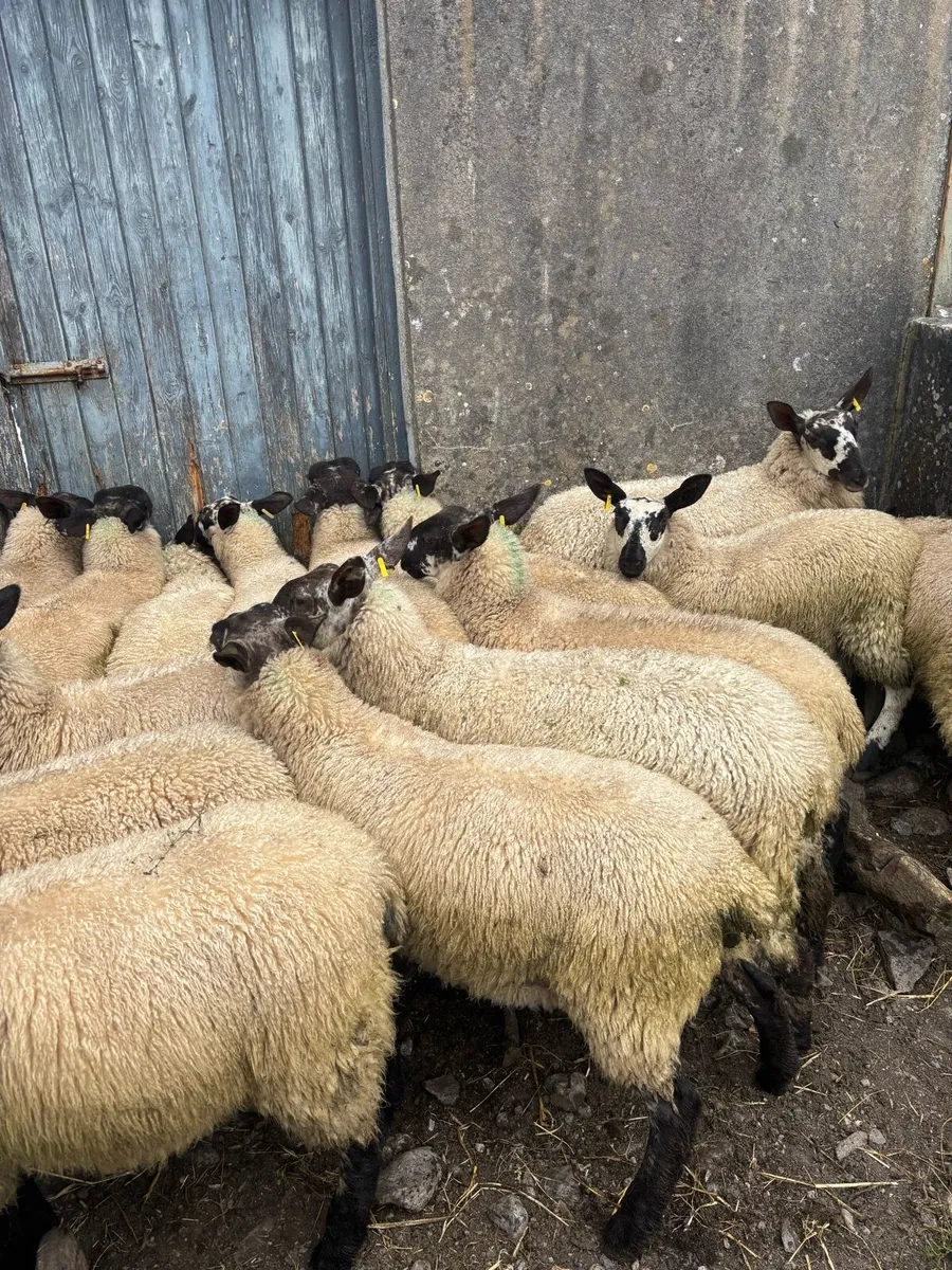 Milford x Ewe lambs - Image 4
