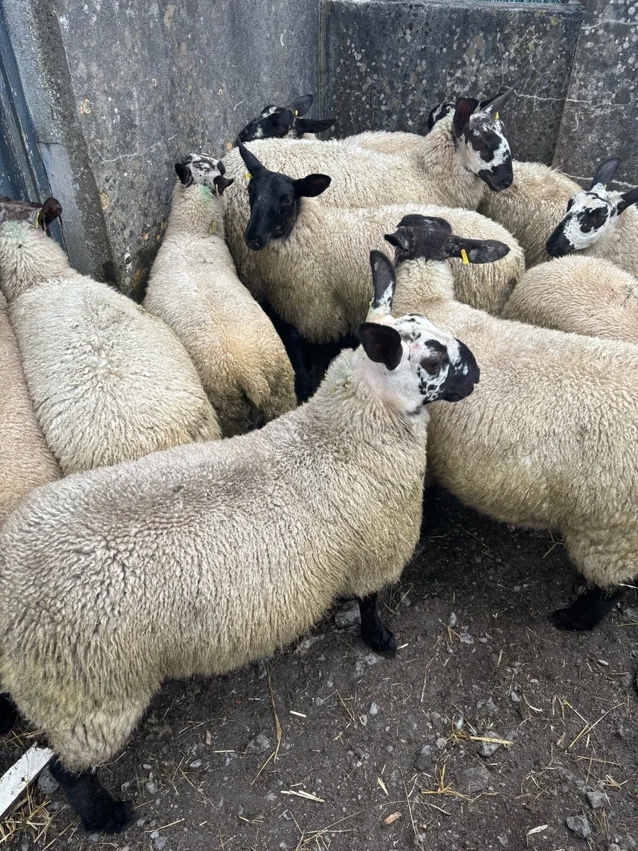 Milford x Ewe lambs - Image 1