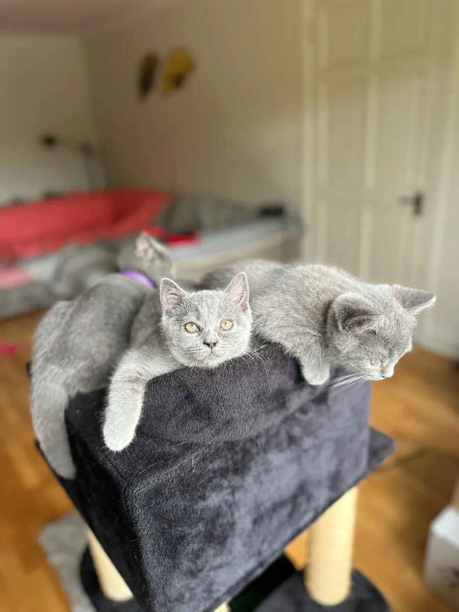BLUE BRITISH SHORTHAIR KITTENS - Image 2