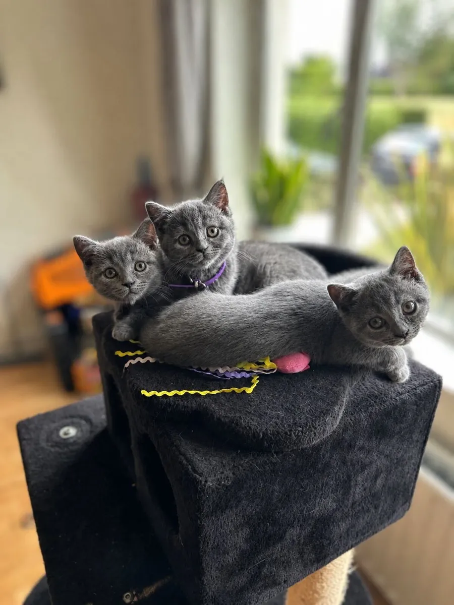 BLUE BRITISH SHORTHAIR KITTENS - Image 1