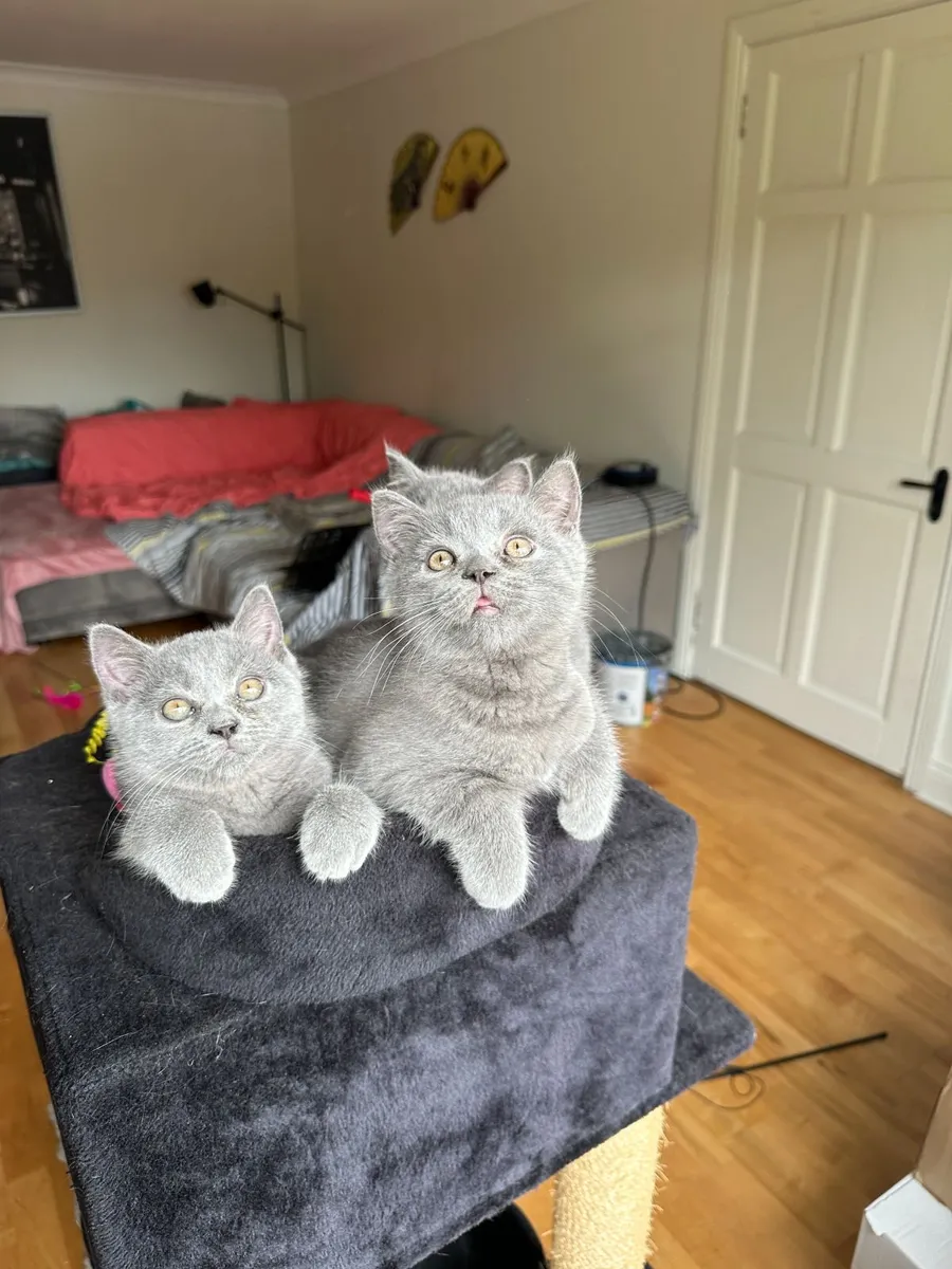 BLUE BRITISH SHORTHAIR KITTENS - Image 3