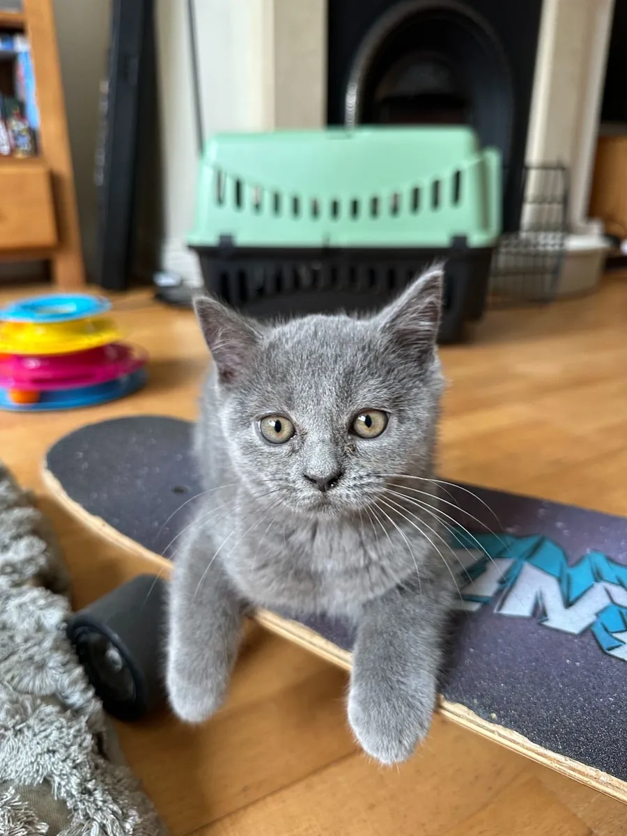 BLUE BRITISH SHORTHAIR KITTENS - Image 4