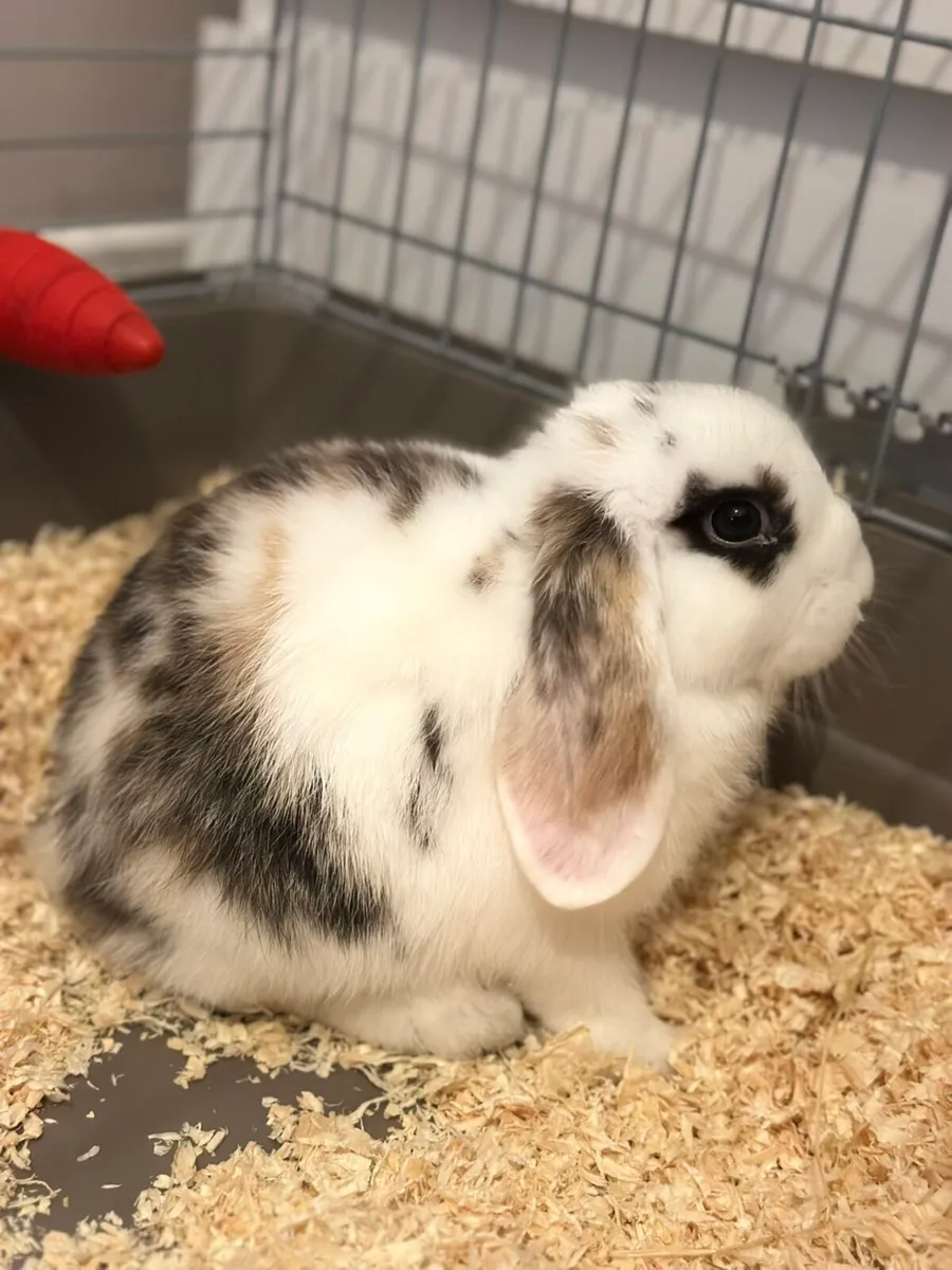 Mini lop €140 with necessities Just bunny €60 - Image 1