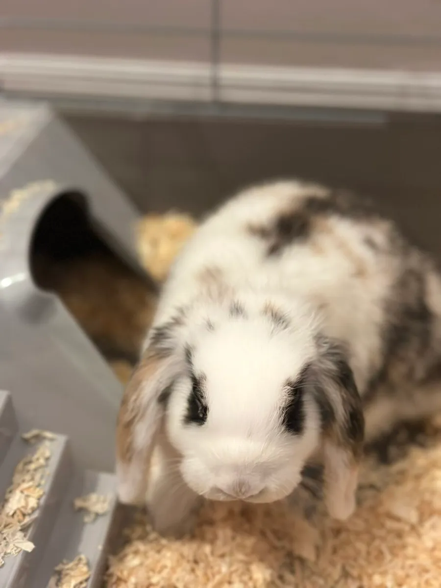 Mini lop €140 with necessities Just bunny €60 - Image 2