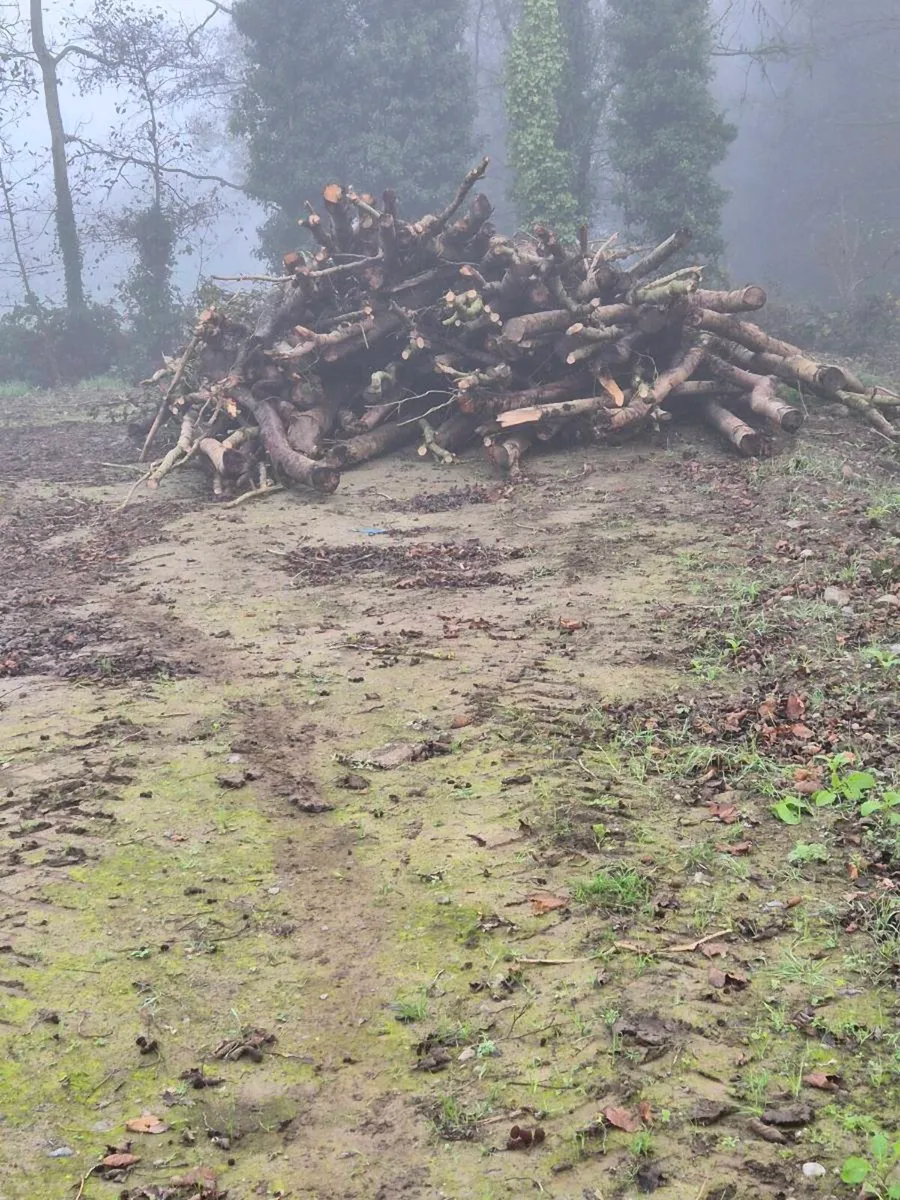 Firewood processing - Image 1
