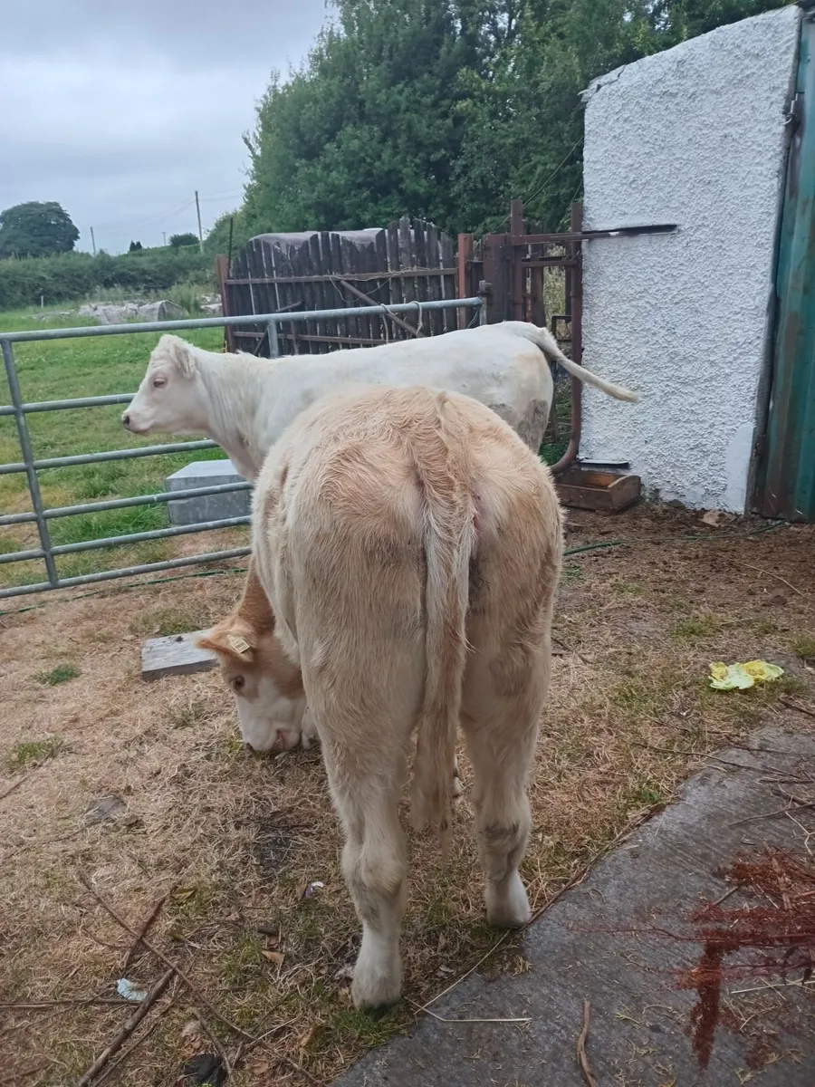 2 heifers - Image 1