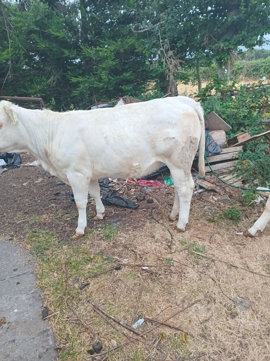 2 heifers - Image 2