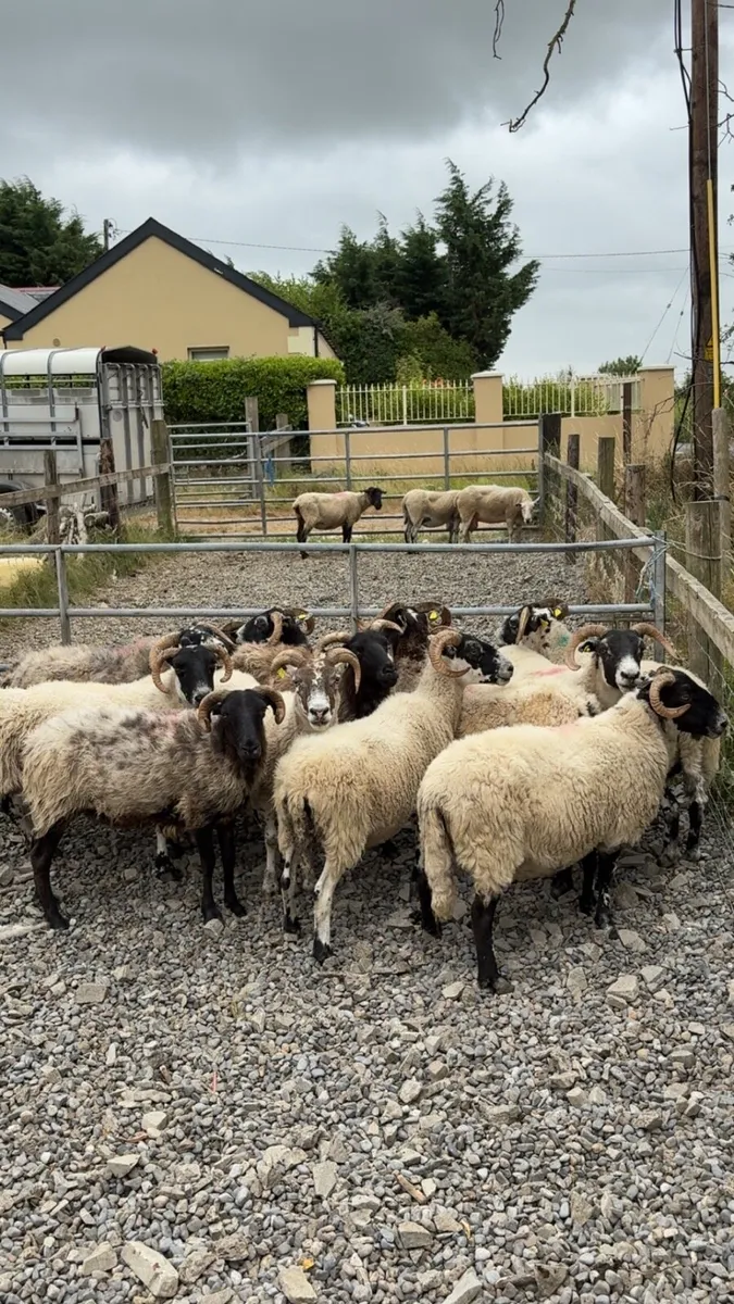 16 full/broken ewes - Image 3