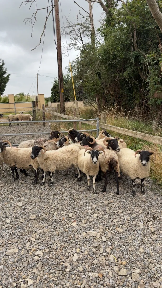 16 full/broken ewes - Image 1