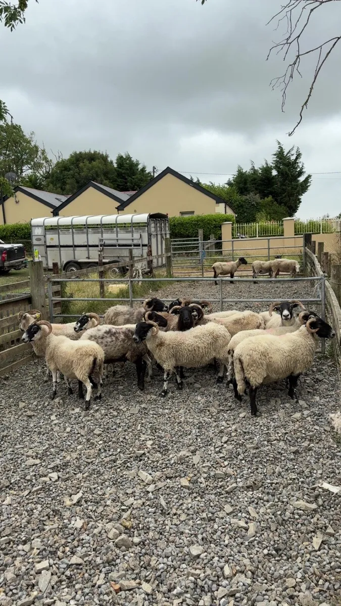16 full/broken ewes - Image 2